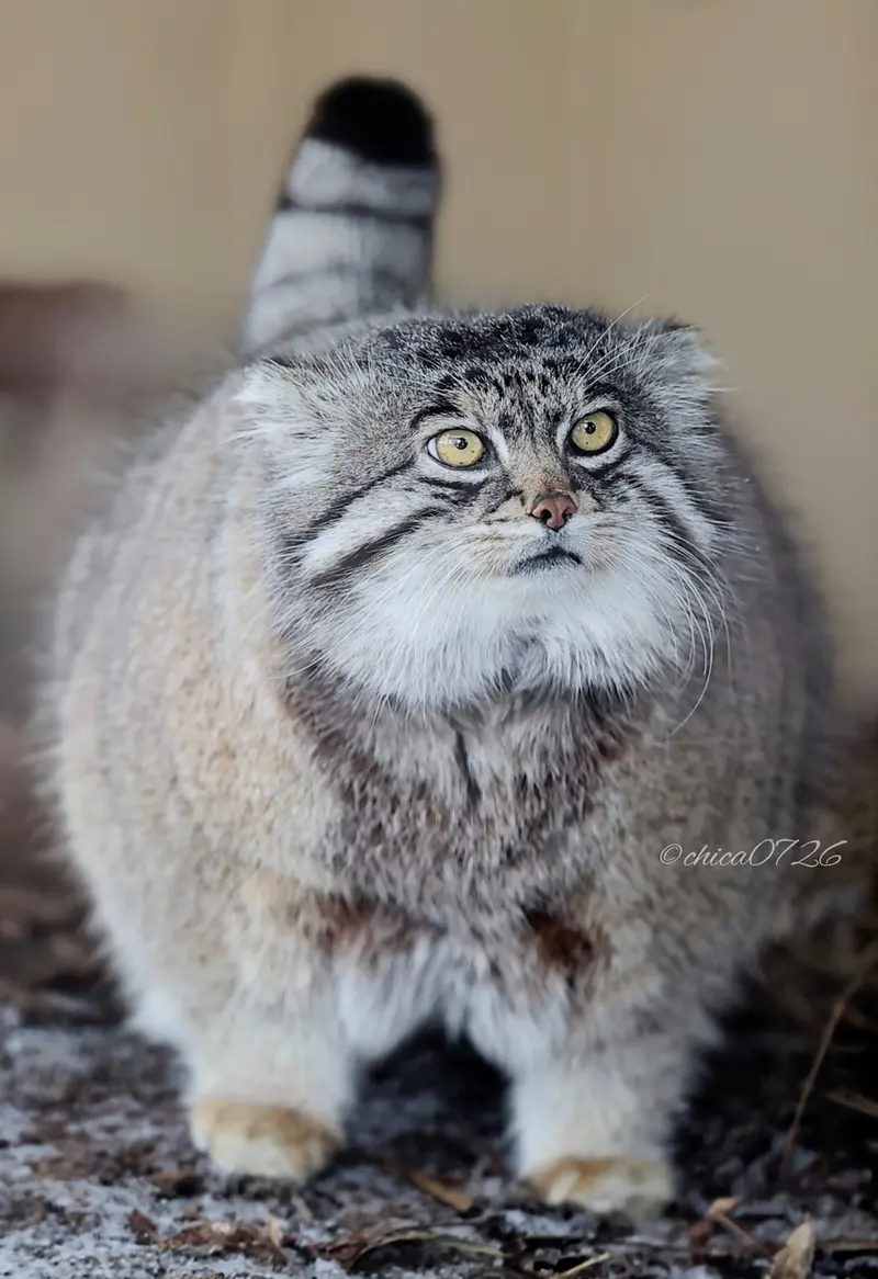旭山動物園のグルーシャの写真