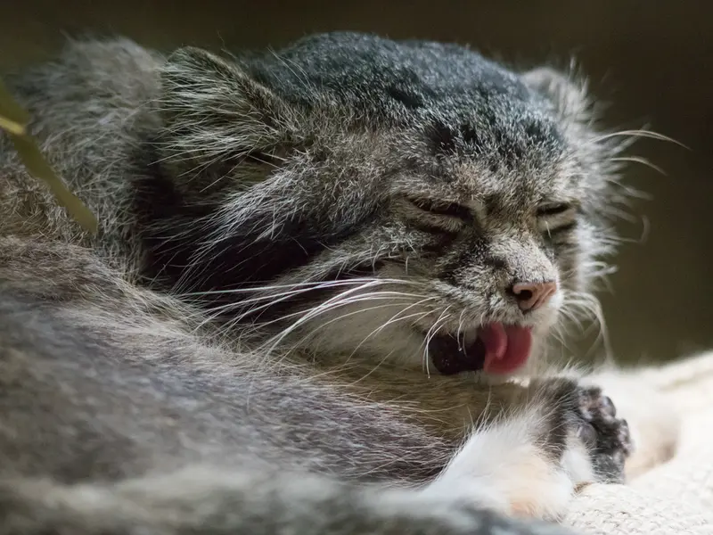恩賜上野動物園のクリョンの写真