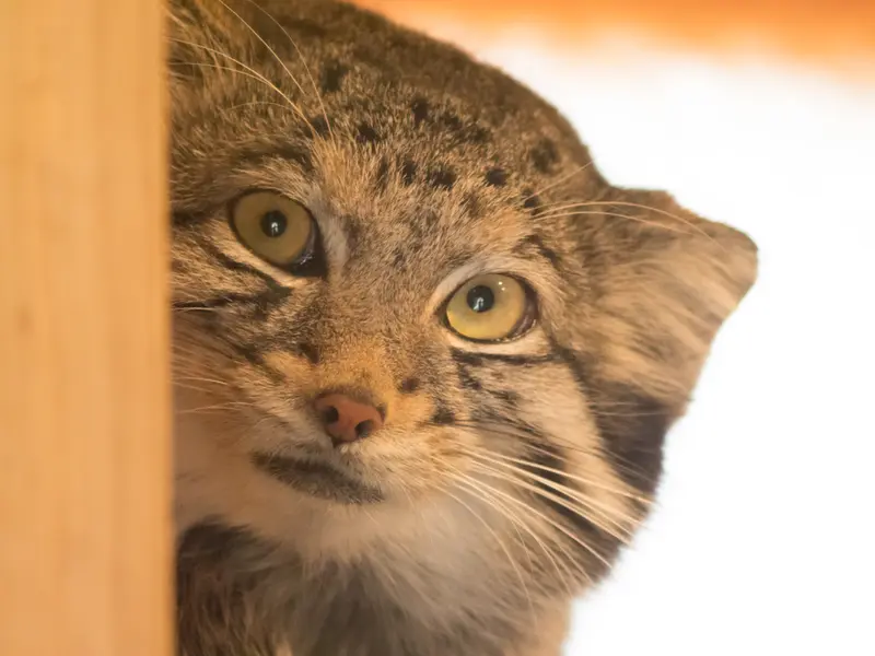 埼玉県こども動物自然公園のオトの写真
