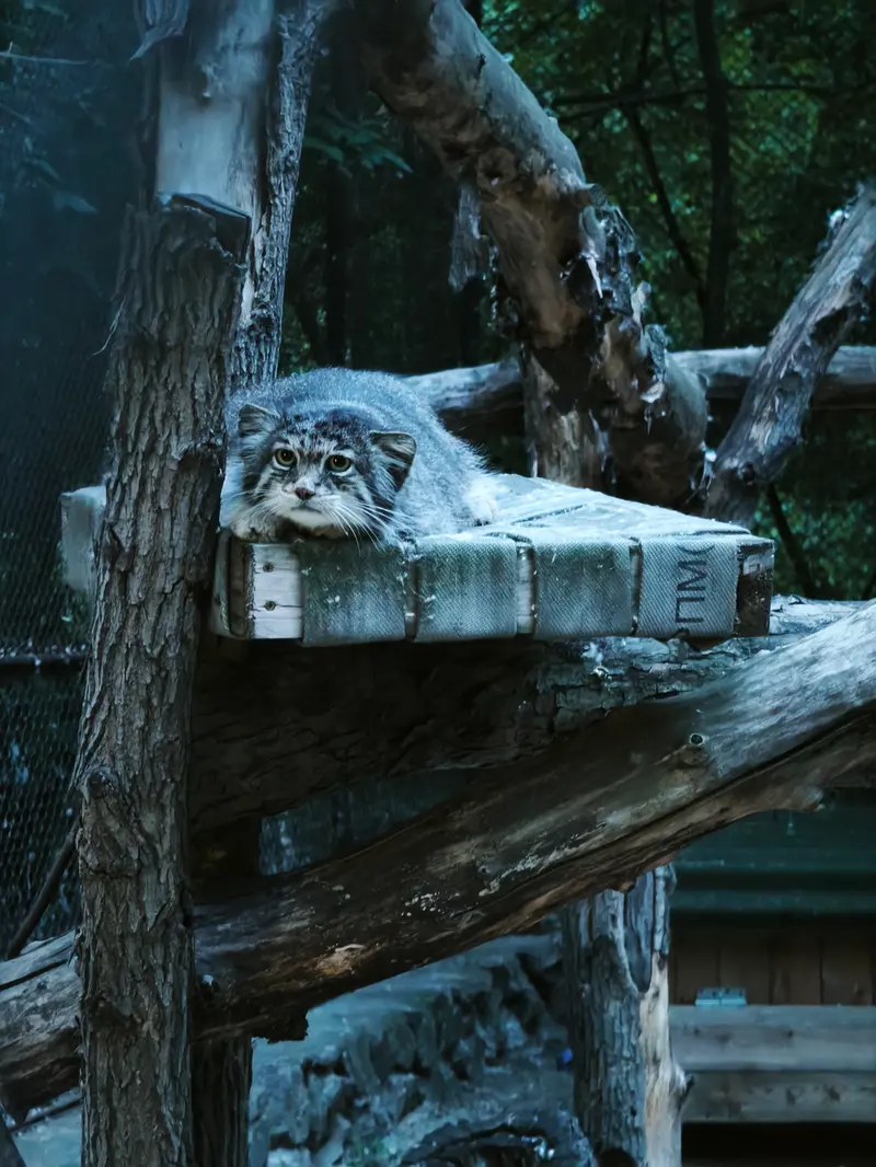 ノヴォシビルスク動物園のミアの写真