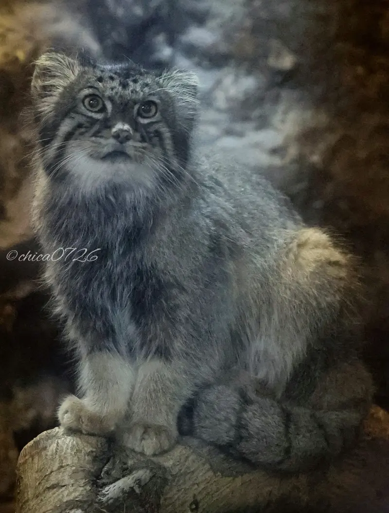 恩賜上野動物園のナイマの写真