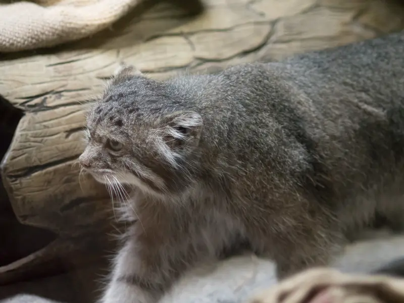 恩賜上野動物園のクリョンの写真