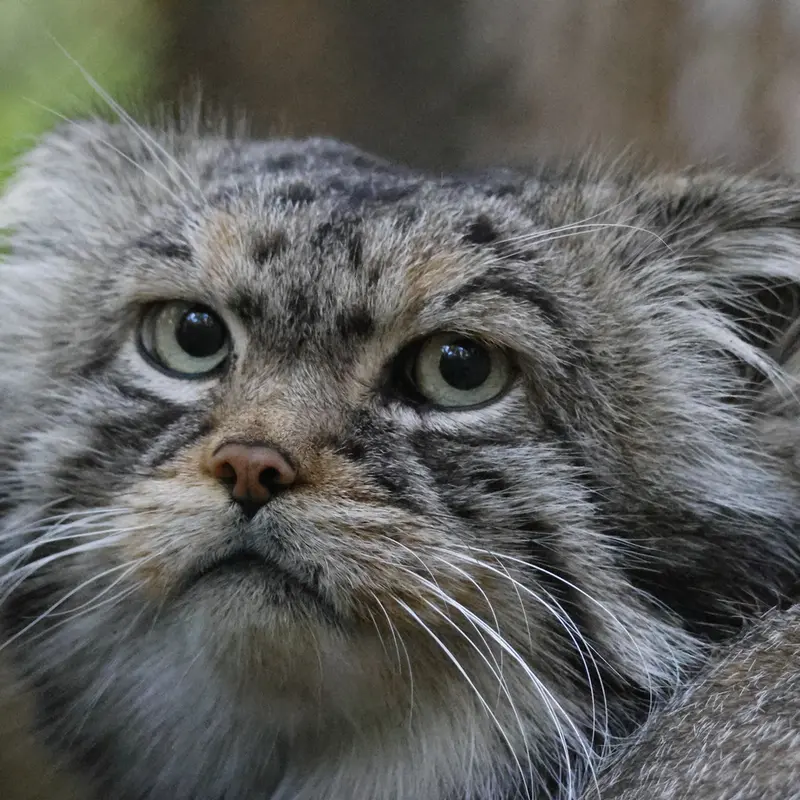 ノヴォシビルスク動物園のジョージの写真