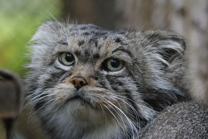 ノヴォシビルスク動物園のジョージの写真