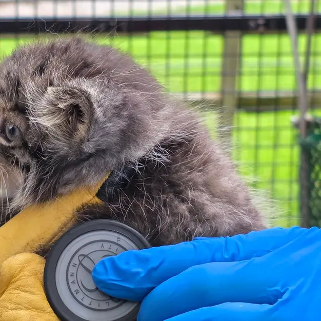 ニアイビ動物園のマヌルネコの写真