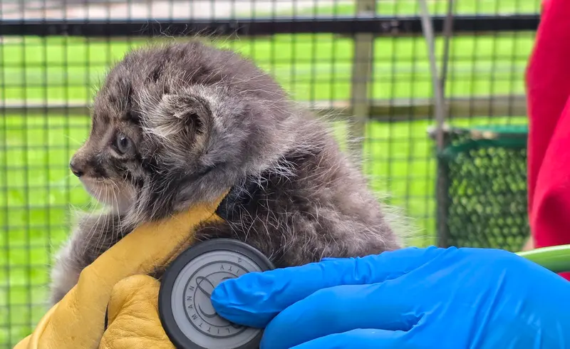 ニアイビ動物園のマヌルネコの写真