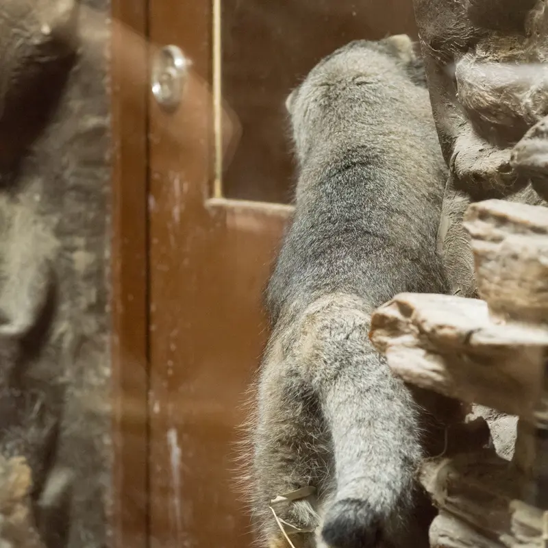恩賜上野動物園のクリョンの写真