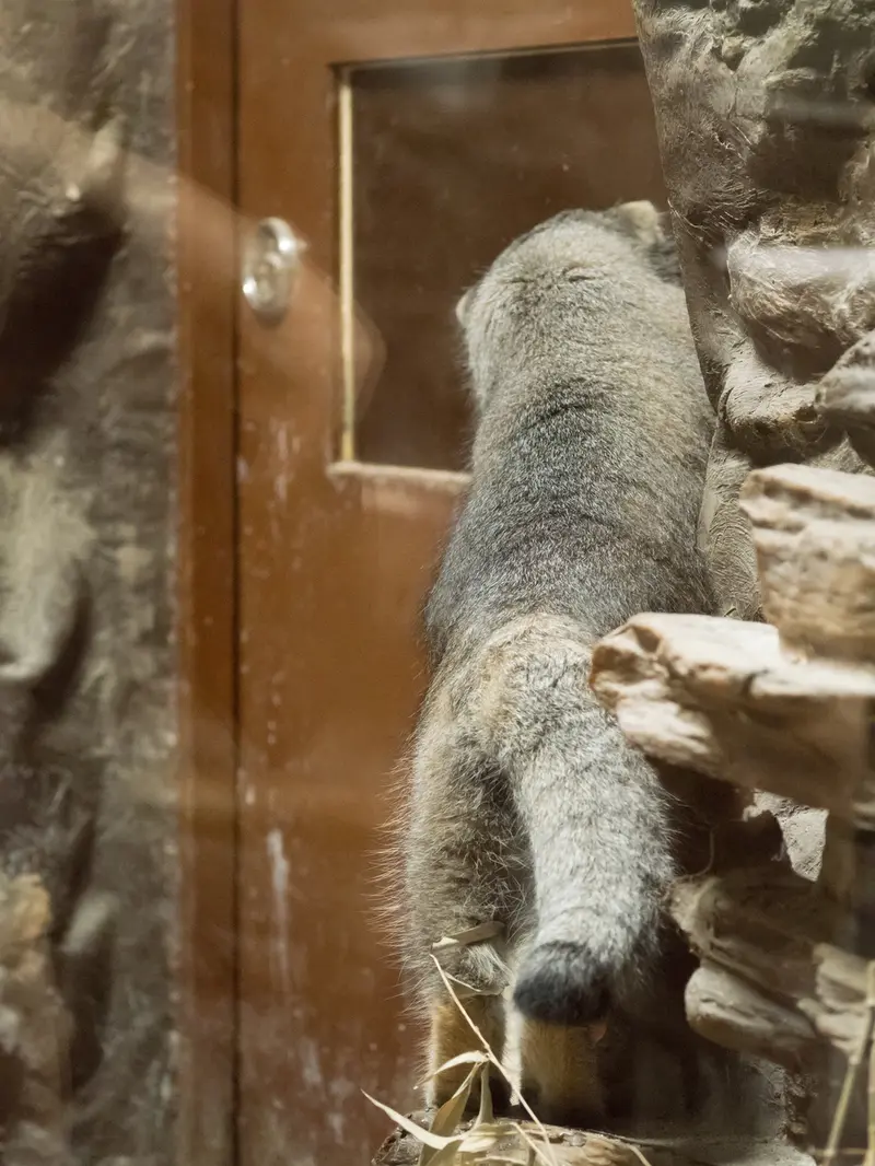 恩賜上野動物園のクリョンの写真
