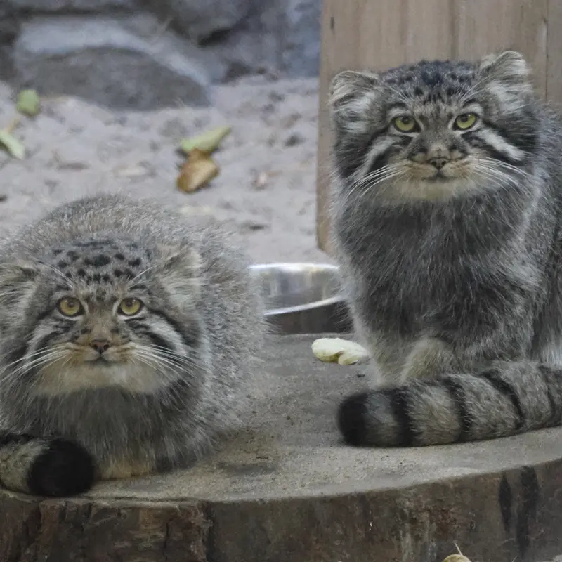 ノヴォシビルスク動物園のイヴの子（2026年生まれ）Ⅳとイヴの子（2026年生まれ）Ⅲの写真
