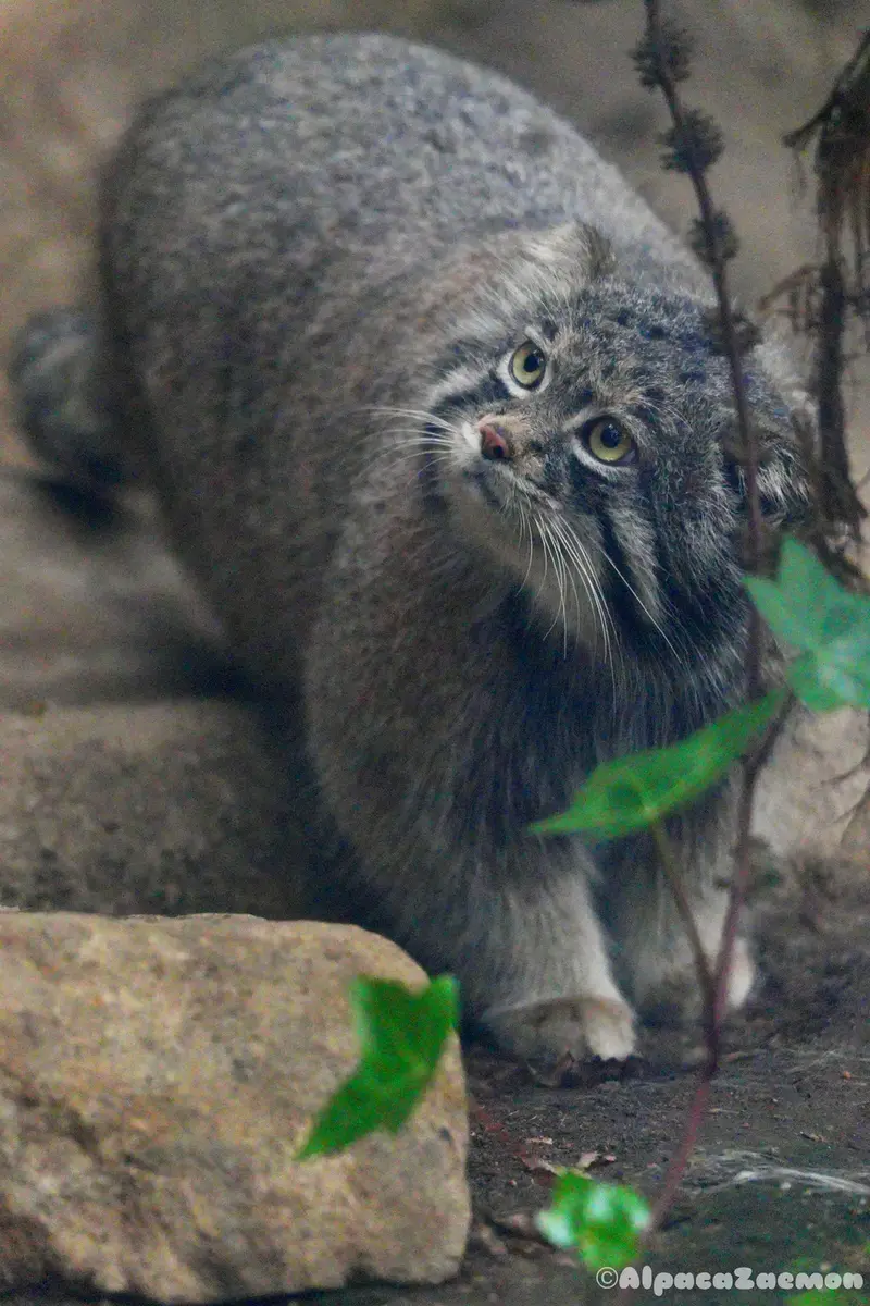 神戸どうぶつ王国のナルの写真
