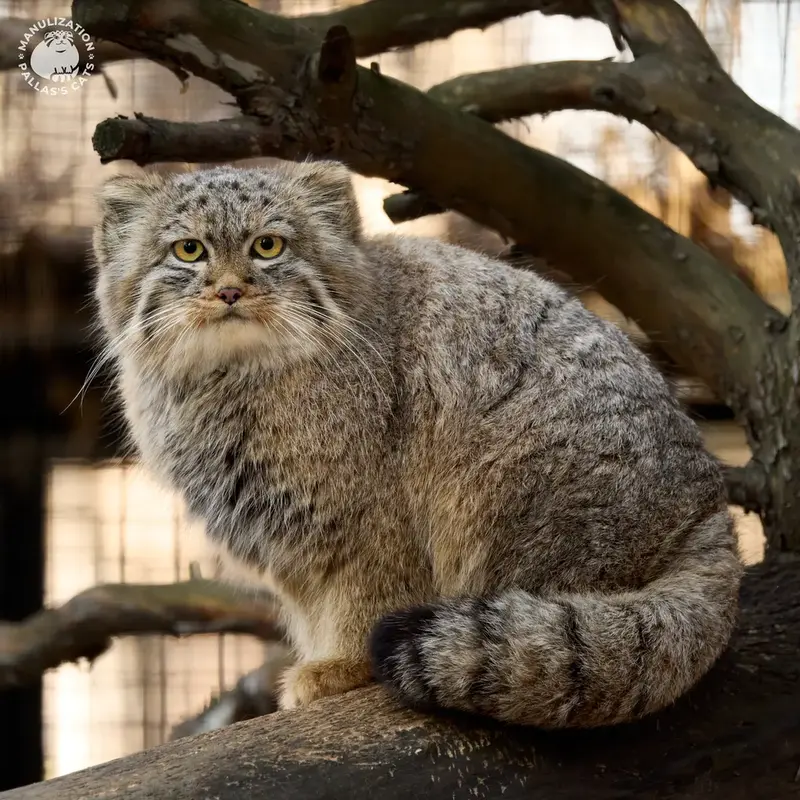 ノヴォシビルスク動物園のロロの娘 2024 Ⅴの写真