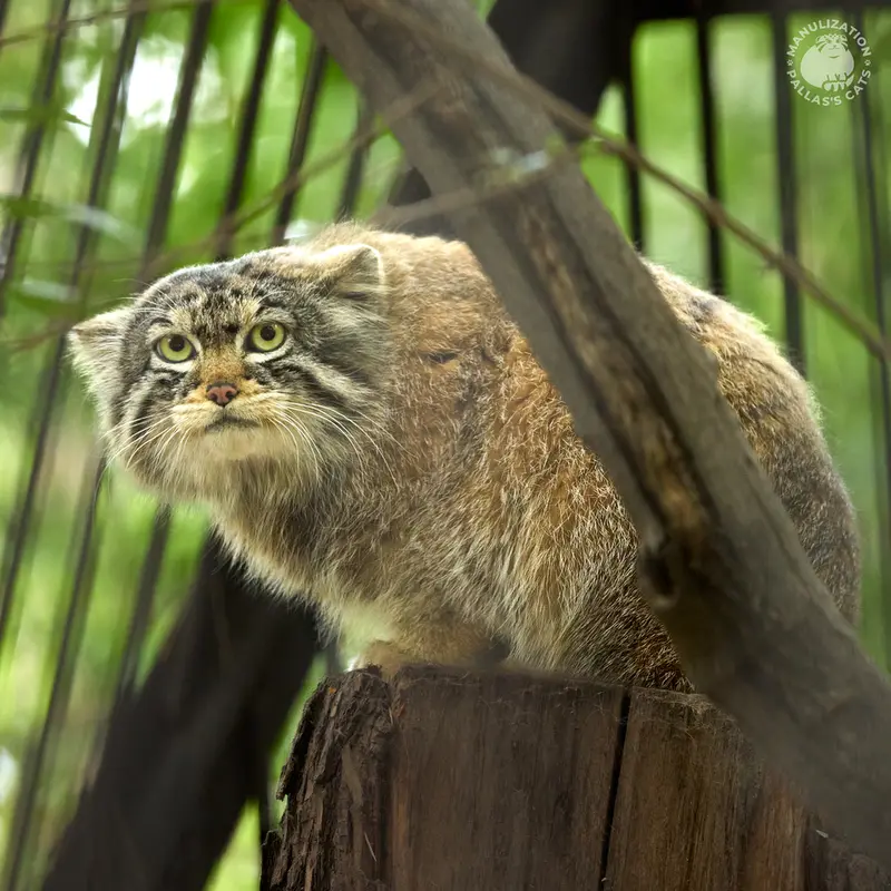 ノヴォシビルスク動物園のボリスの写真