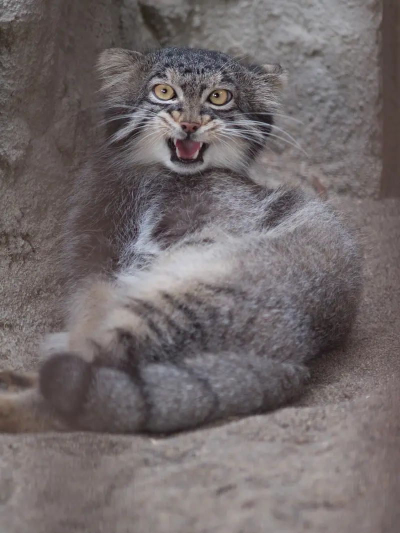 野毛山動物園のフィーガの写真