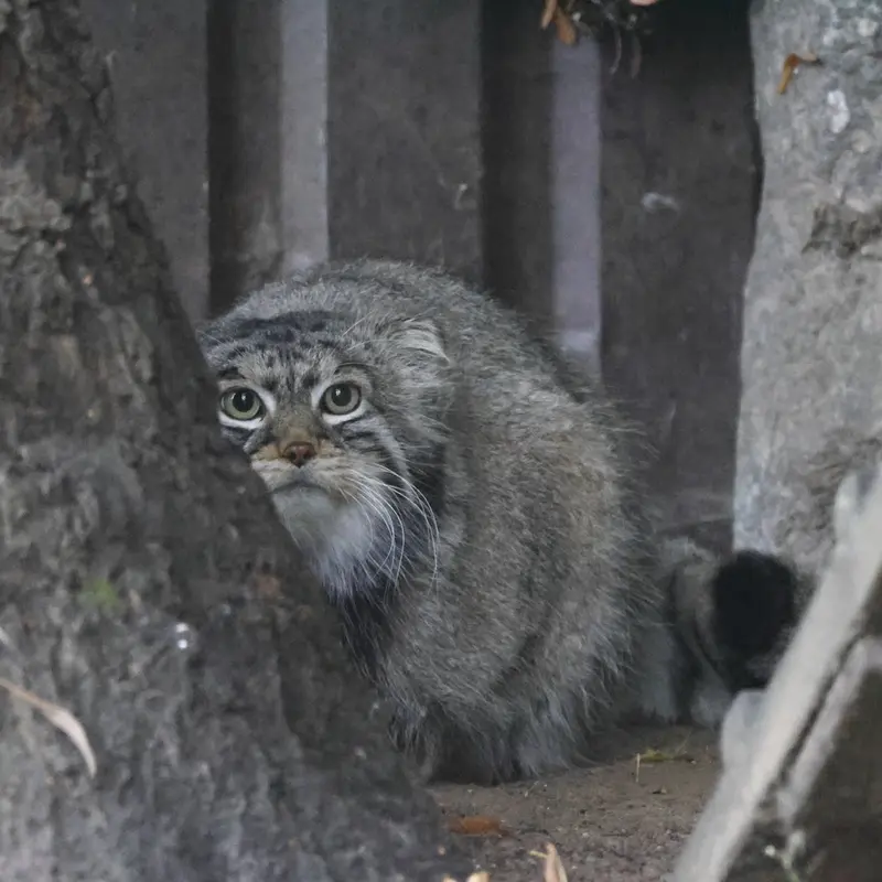 モスクワ動物園のティモフェイの写真