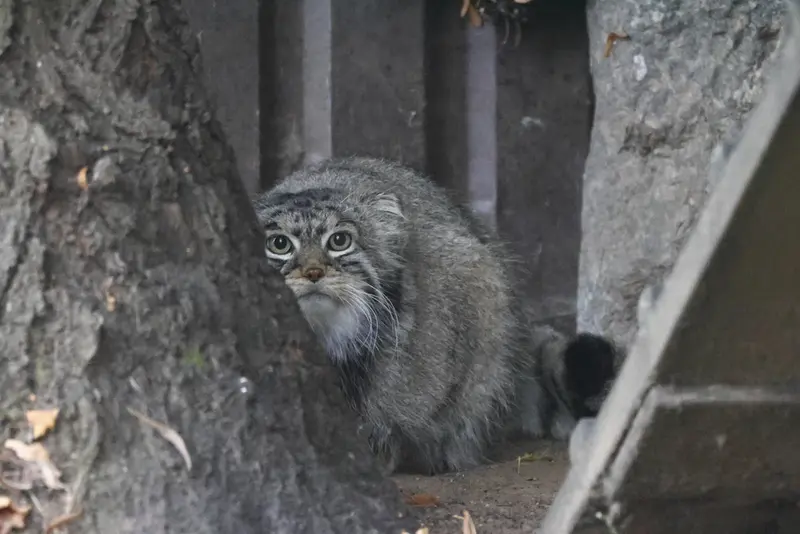 モスクワ動物園のティモフェイの写真