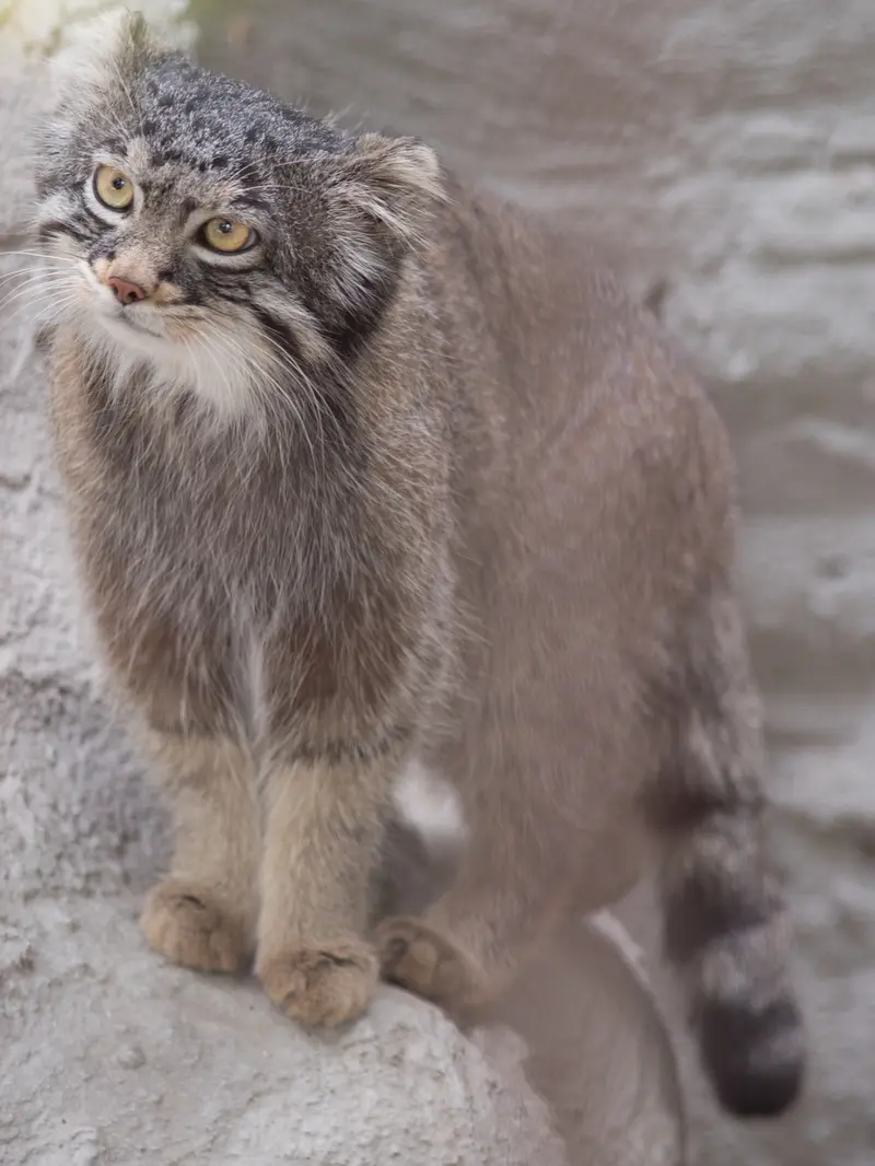 野毛山動物園のフィーガの写真