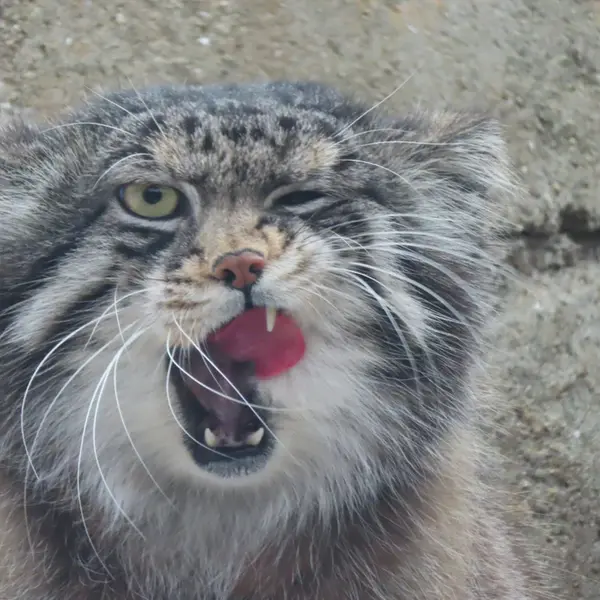神戸市立王子動物園のイーリスの写真