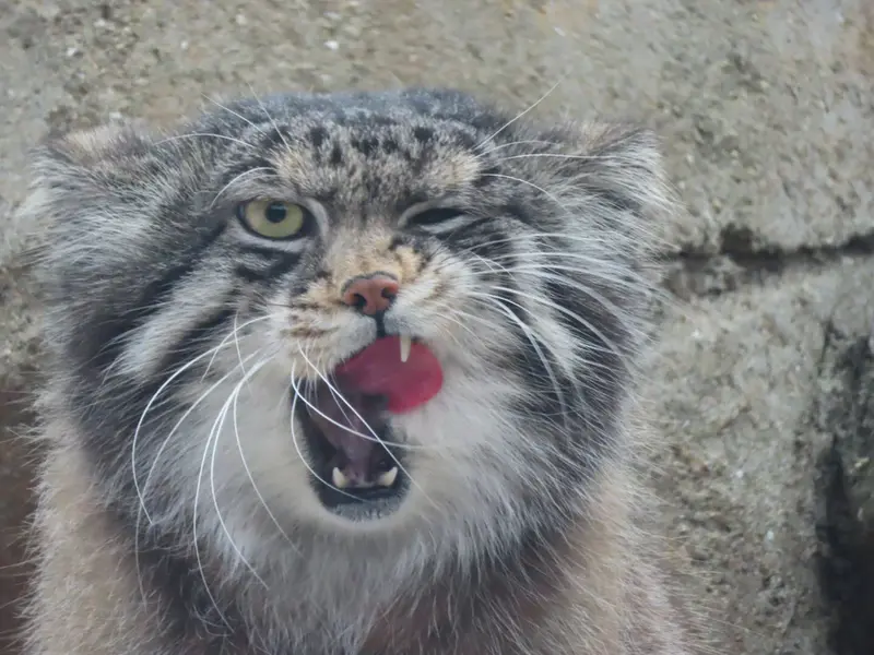 神戸市立王子動物園のイーリスの写真