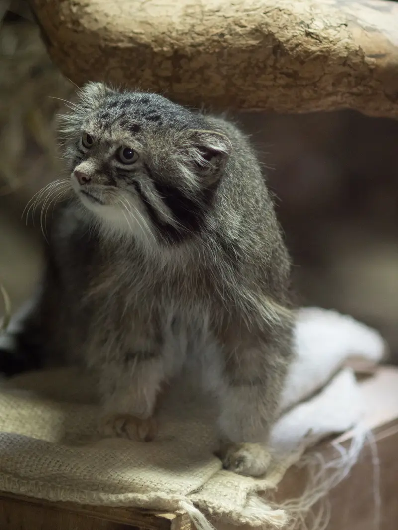 恩賜上野動物園のクリョンの写真