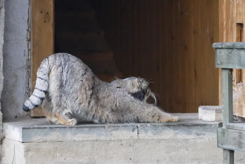 モスクワ動物園のティモフェイの写真