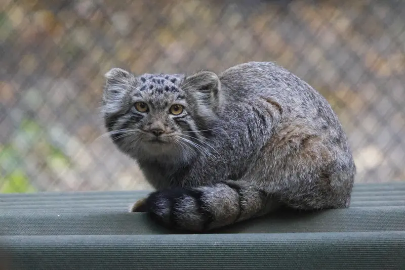 ノヴォシビルスク動物園のマヌルネコの写真