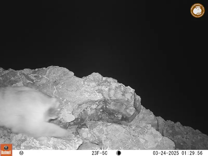 ベッショキー1カメラトラップで撮影したOtocolobus manul manulの写真