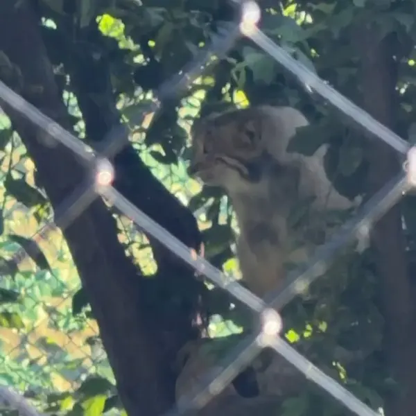 エレバン動物園のマヌルネコの写真