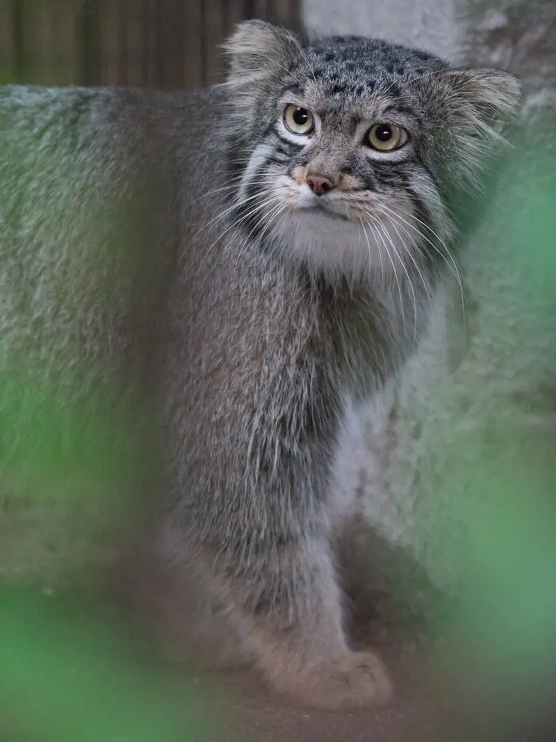 野毛山動物園のフィーガの写真