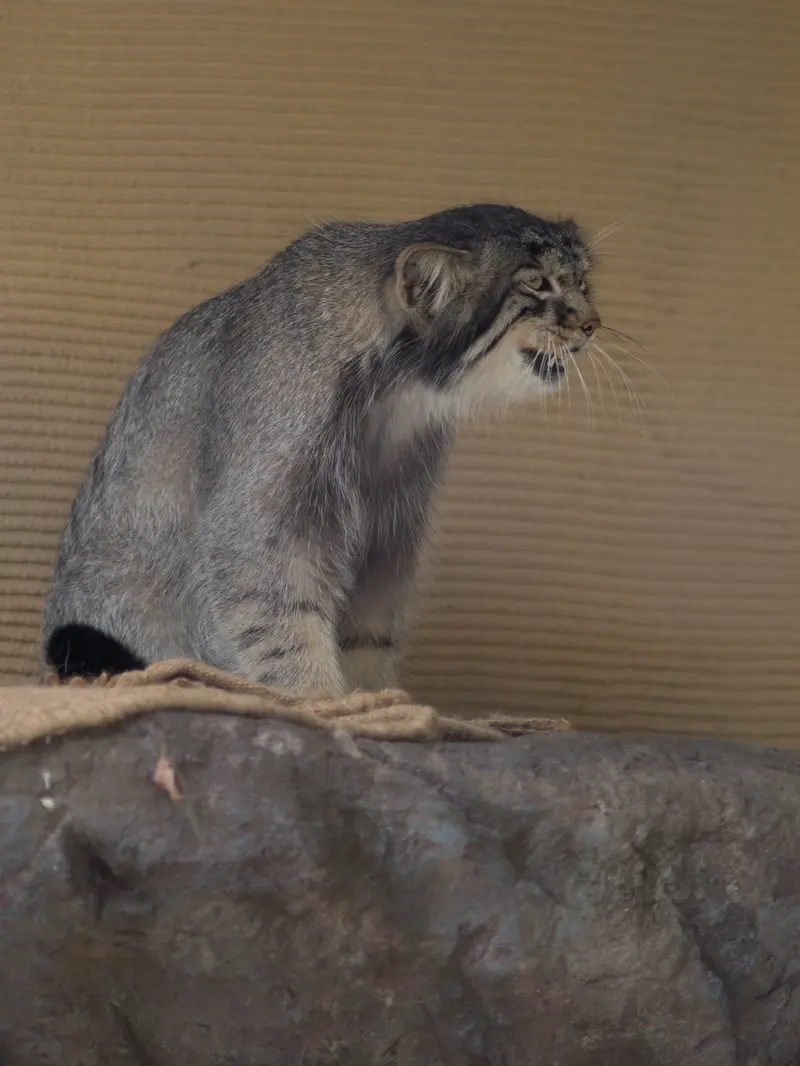 旭山動物園のヒデの写真