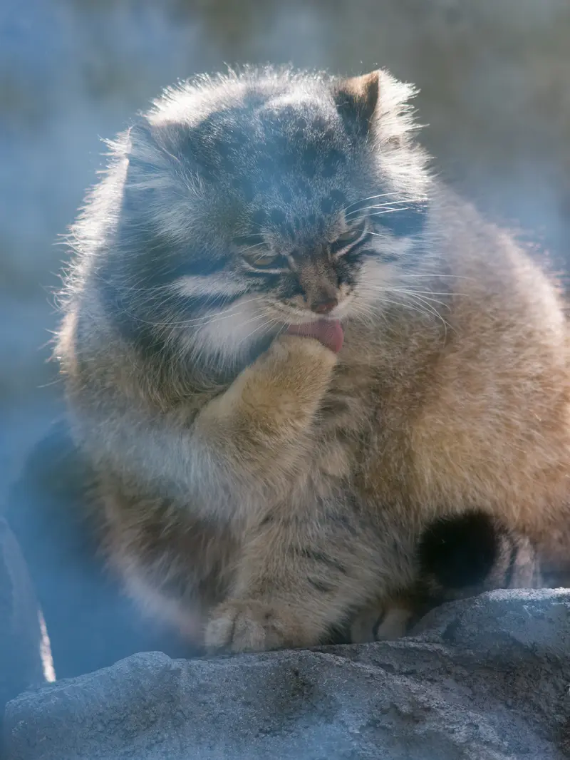 旭山動物園のグルーシャの写真
