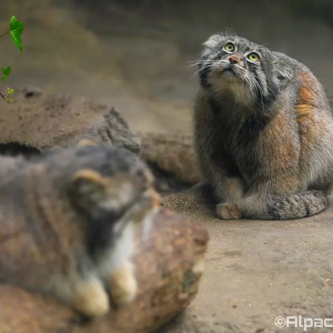 神戸どうぶつ王国のアズとナルの写真