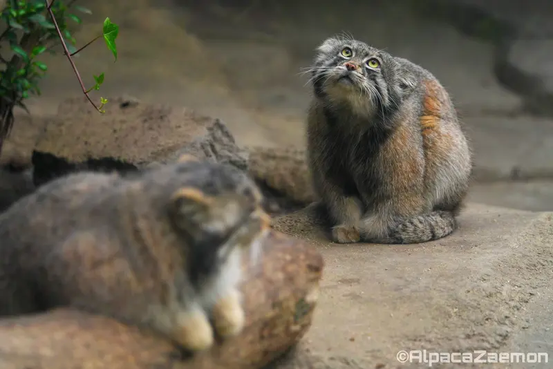 神戸どうぶつ王国のアズとナルの写真
