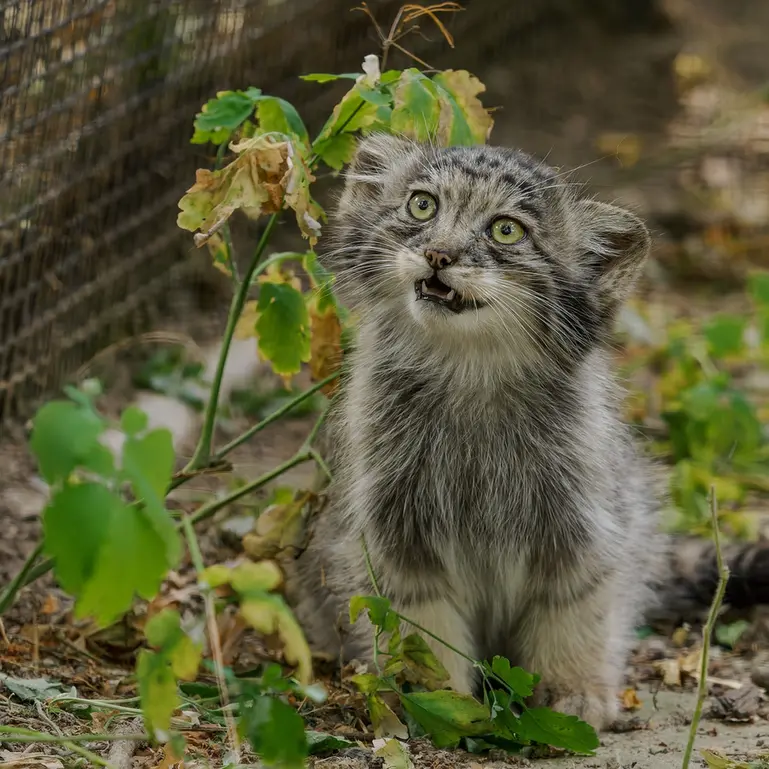 ブルノ動物園のマヌルネコの写真