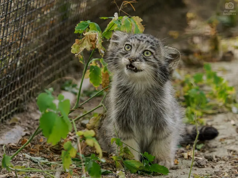ブルノ動物園のマヌルネコの写真