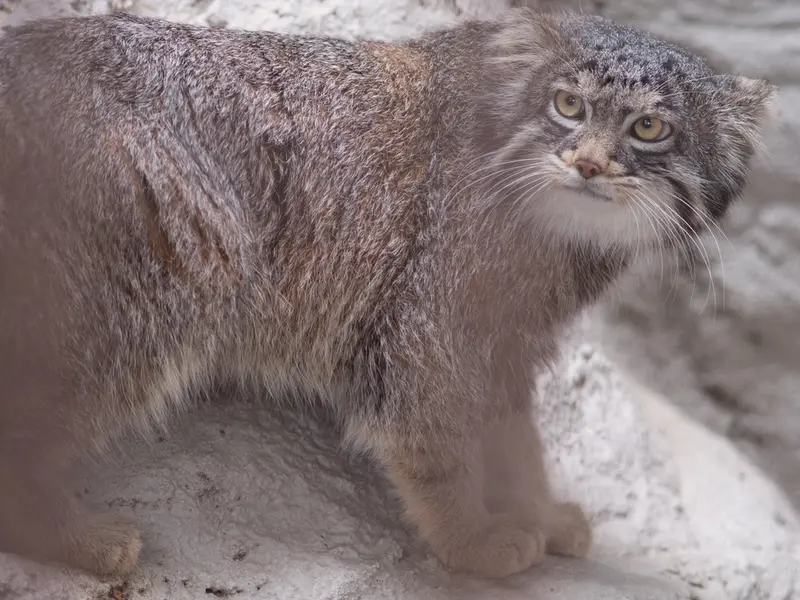 野毛山動物園のフィーガの写真