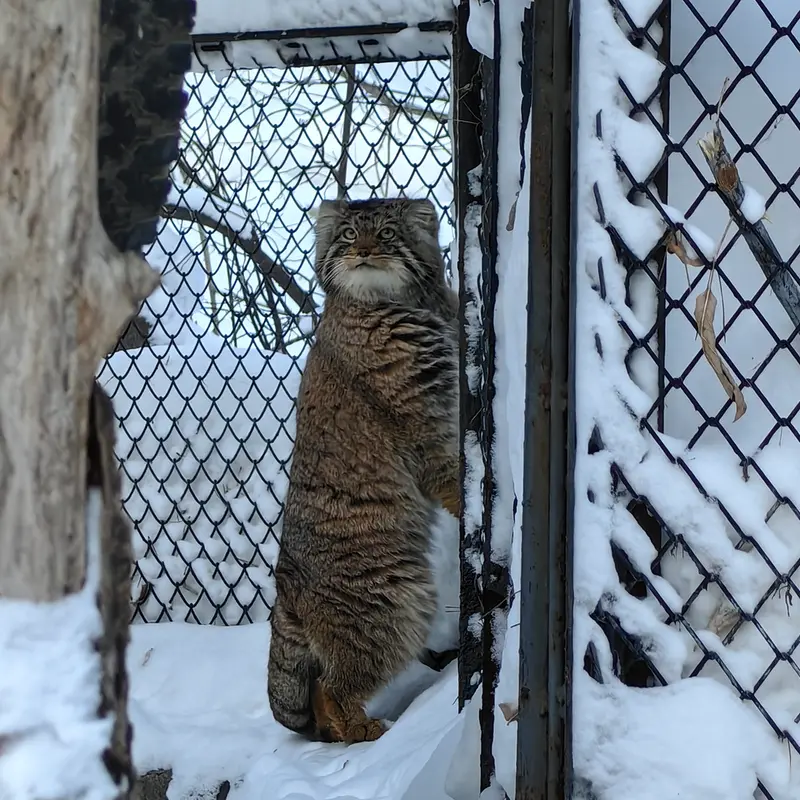 ノヴォシビルスク動物園のアチの写真