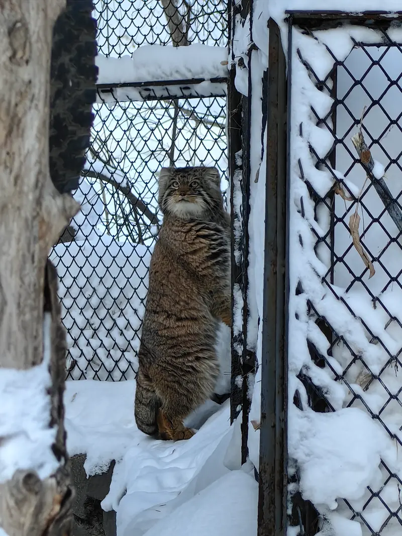 ノヴォシビルスク動物園のアチの写真