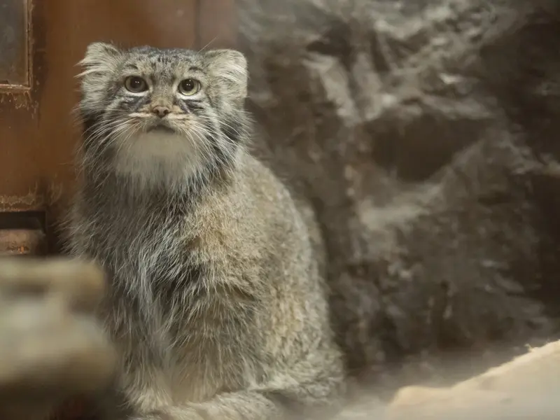 恩賜上野動物園のサフランの写真