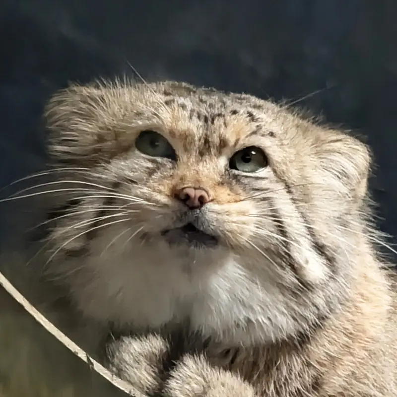 ミル・マウンテン動物園のマヌルネコのノルブ