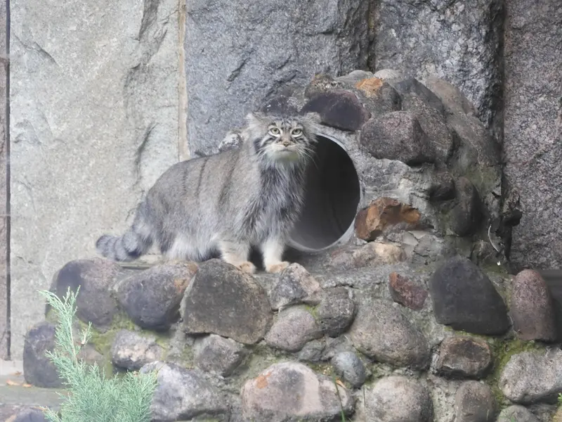 マヌルネコの写真