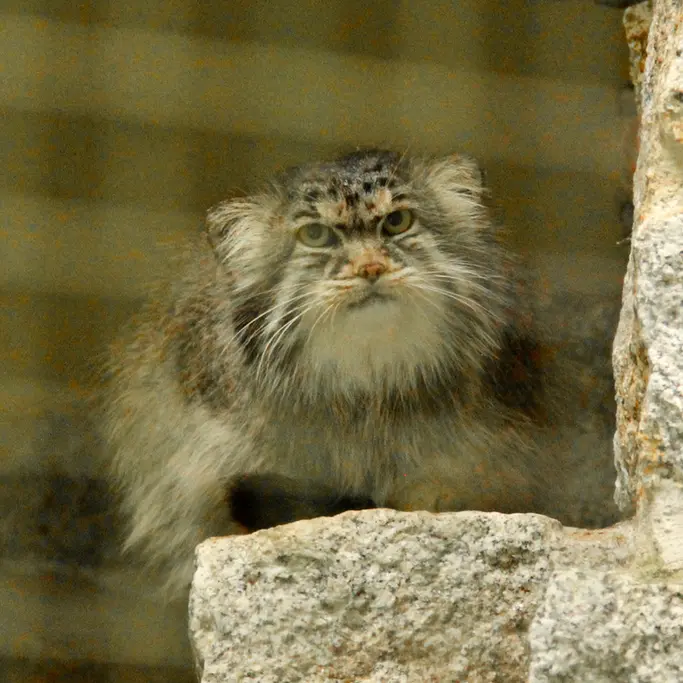 ケムニッツ動物園のボブの写真