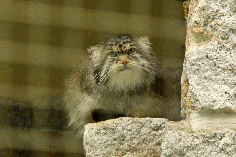 ケムニッツ動物園のボブの写真