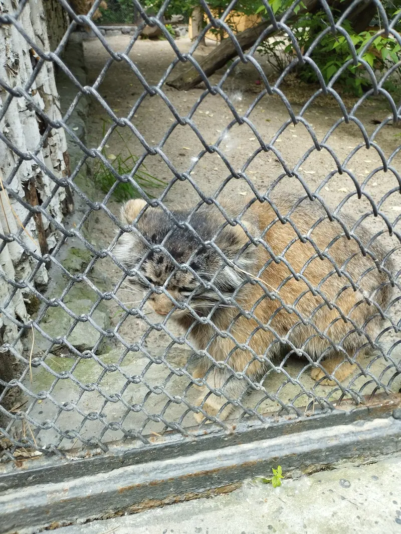 ノヴォシビルスク動物園のマヌルネコの写真