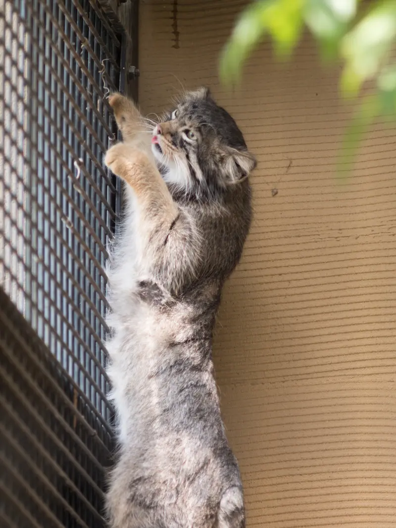 旭山動物園のヒデの写真