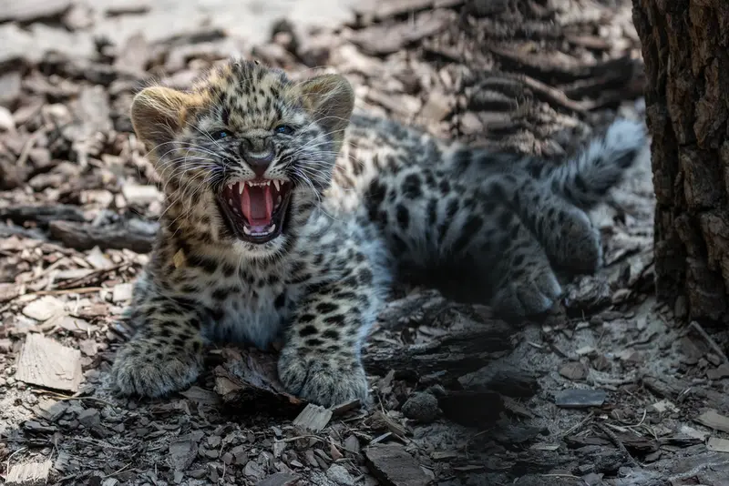 ノヴォシビルスク動物園のマヌルネコの写真