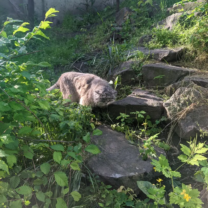 ブダペスト動物園・植物園のボフスの写真