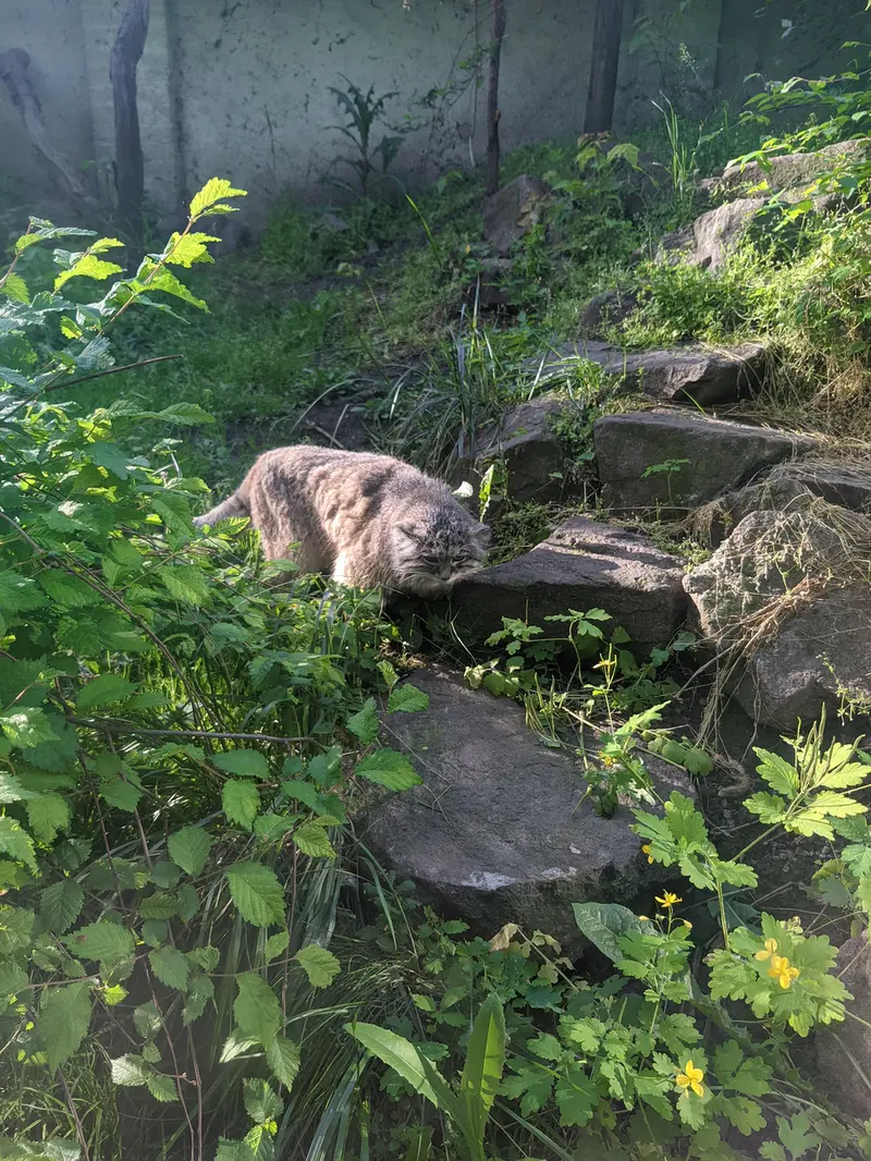 ブダペスト動物園・植物園のボフスの写真