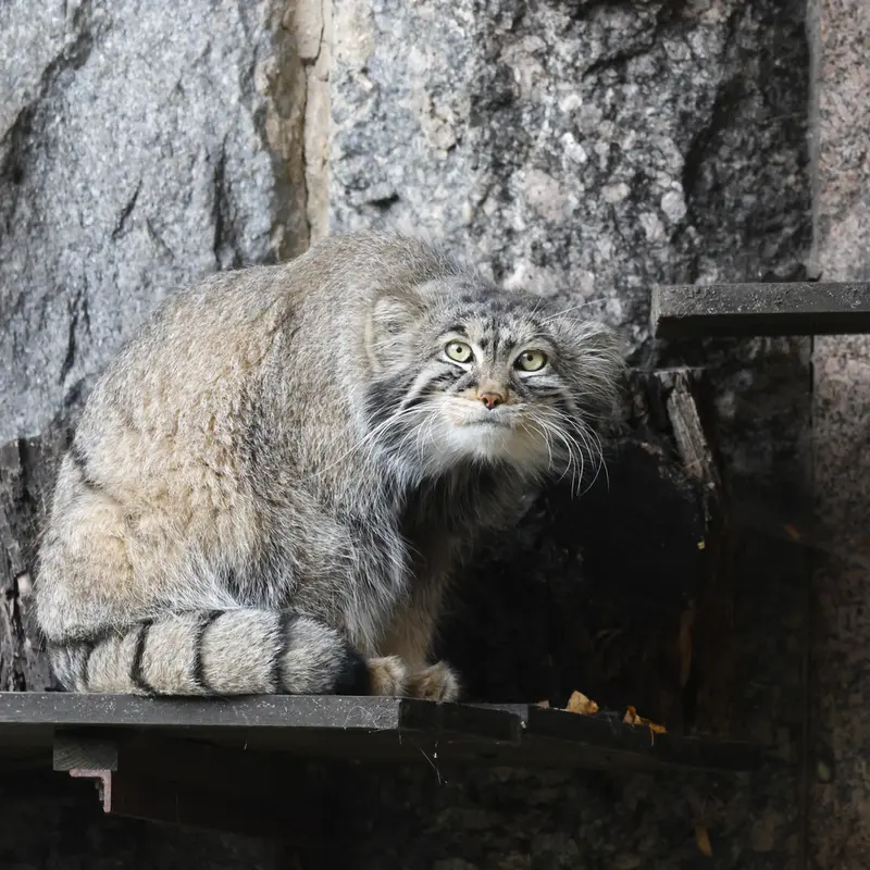 モスクワ動物園のティモフェイの写真