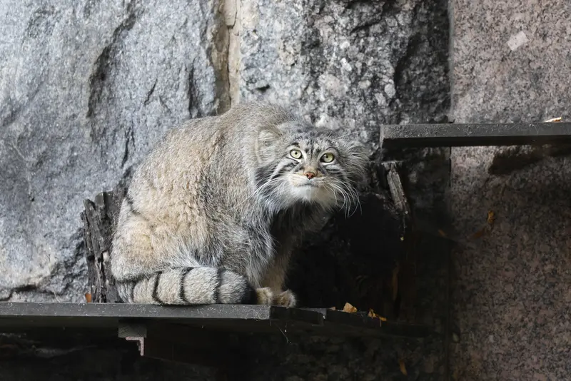 モスクワ動物園のティモフェイの写真