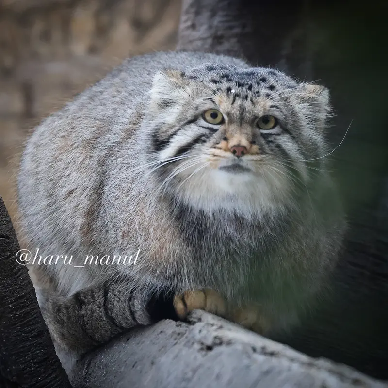 那須どうぶつ王国のマヌルネコの写真
